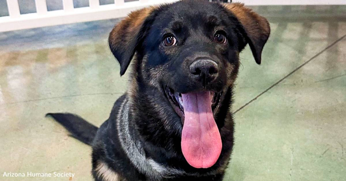 Stray Puppy Survives Parvo and Leg Amputation, Thanks to You