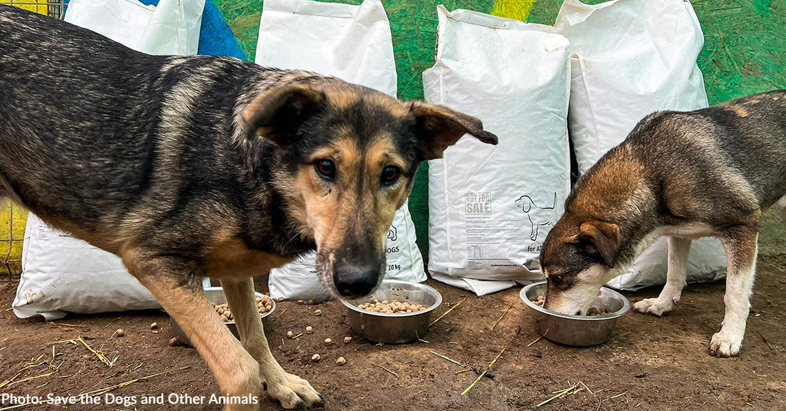 Hundreds of Hungry Shelter Dogs in Romania Have Full Bowls, Thanks to You