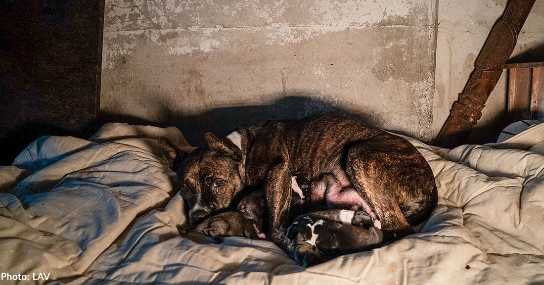 Mama Dog and Newborn Puppies Rescued from Building About to Be Demolished