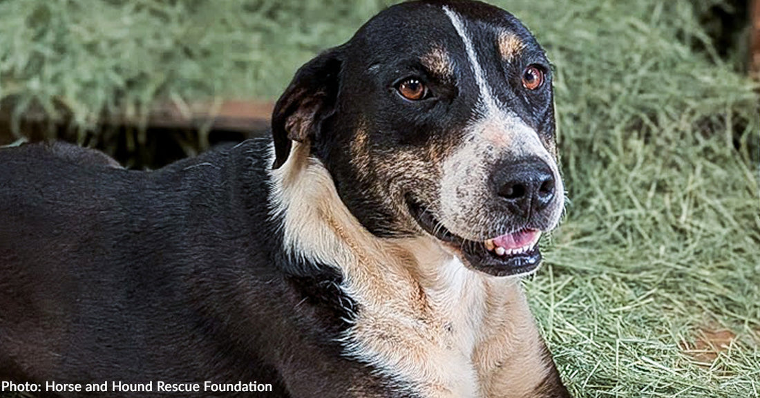 Senior Rescue Dog Living His Best Life Alongside Rescued Horses in Oklahoma