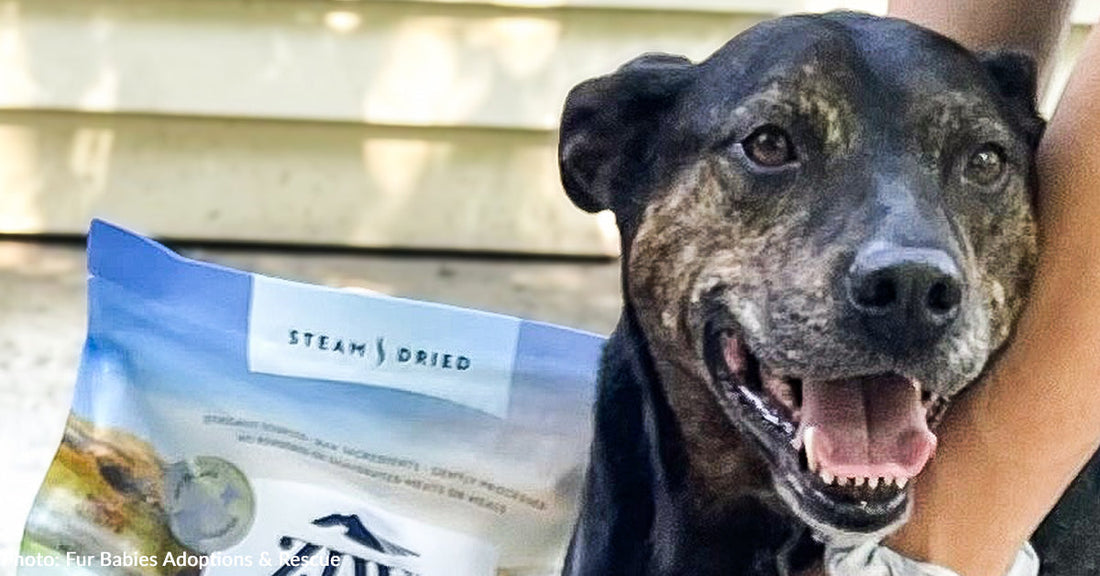 Starving Senior Dog Found Tied to Tree Devours Donated Pet Food