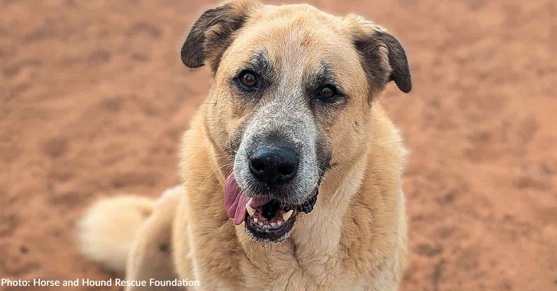 Senior Rescue Dog Devours Donated Soft Food "Like A Puppy"