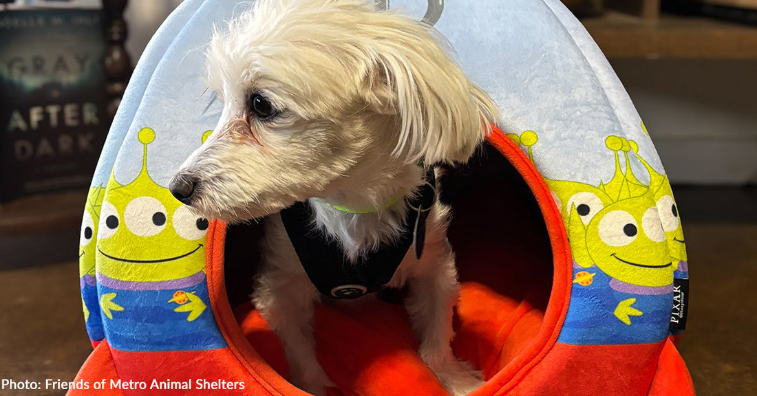 Dog Rescued from Hoarding Case Takes Comfort in Donated Spaceship Bed