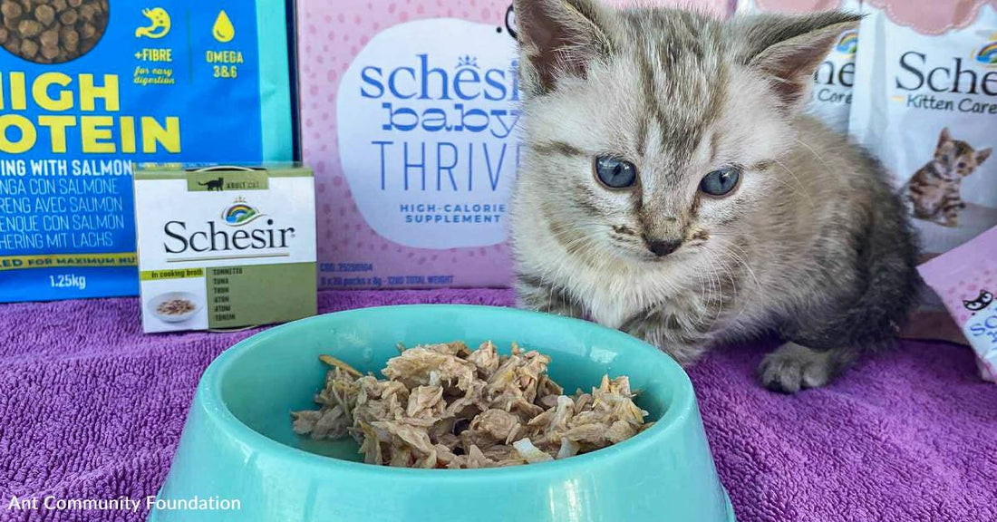 Feral Kitten Locked Away for Days Without Food or Water