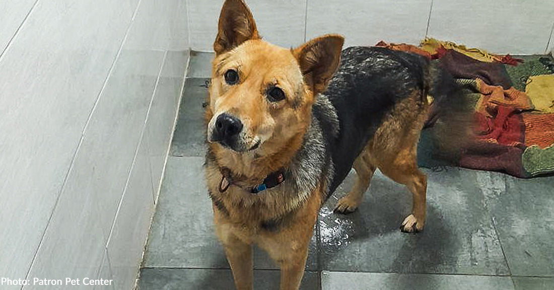 Traumatized Ukraine Dog Finally Finds Family Who Loves Her Unconditionally