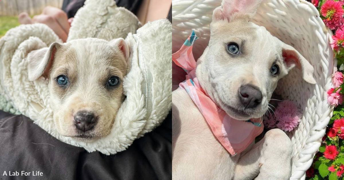 Puppy Rescued From a Pillowcase is Growing Strong, Thanks to You