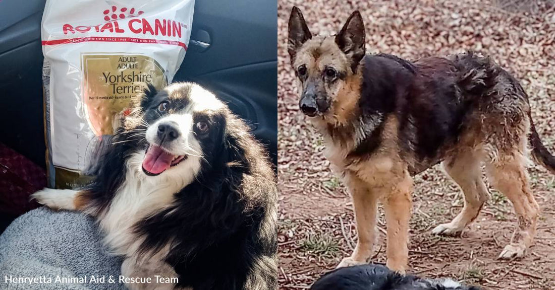 After Their Human Went to Hospice, You Helped Feed Two Dogs
