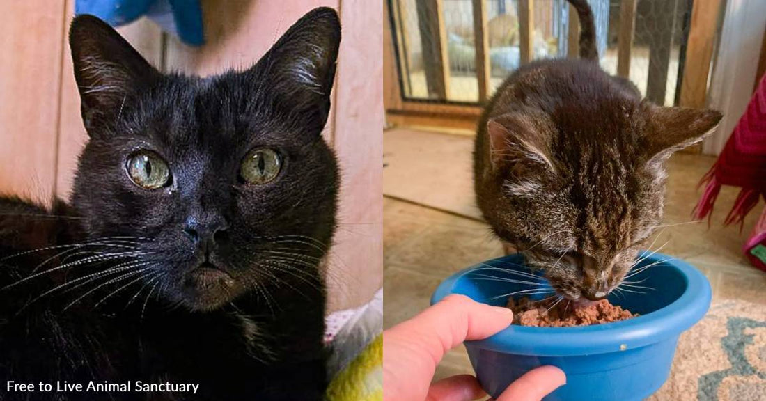 Two Cats With FeLV Have Full Bellies, Thanks to You