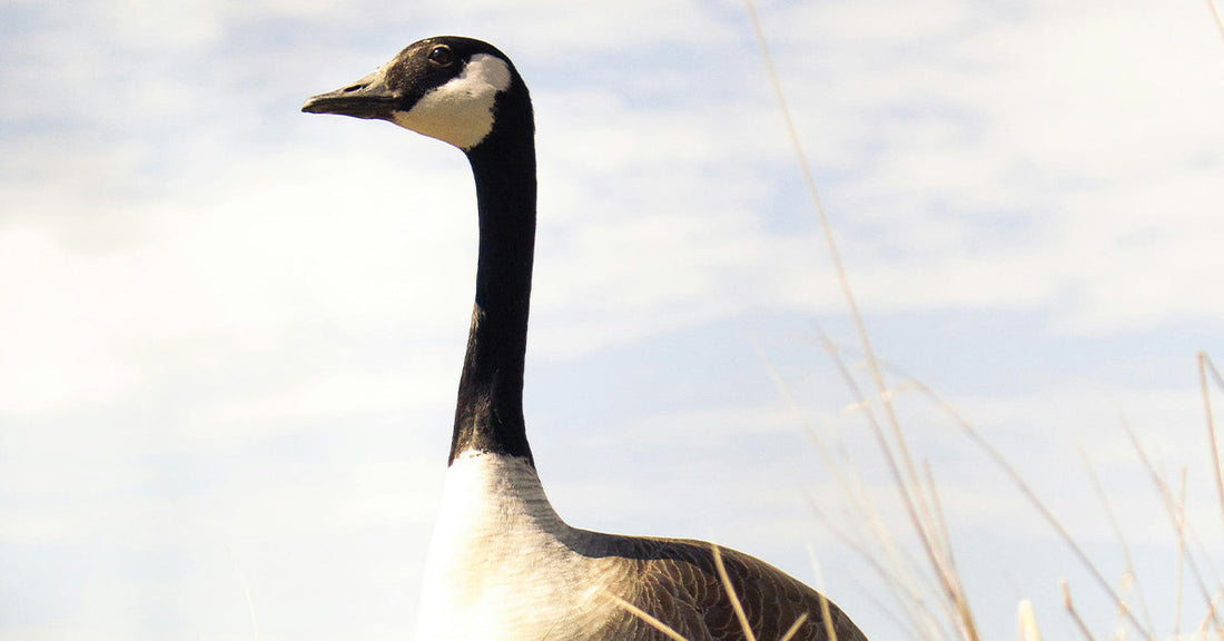 Canada Goose Dies After Alleged Vicious Beating With Curtain Rod in Public Parking Lot