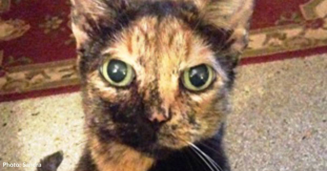 Family Notices Stray Cat Has Protrusion, Covers All Her Vet Care
