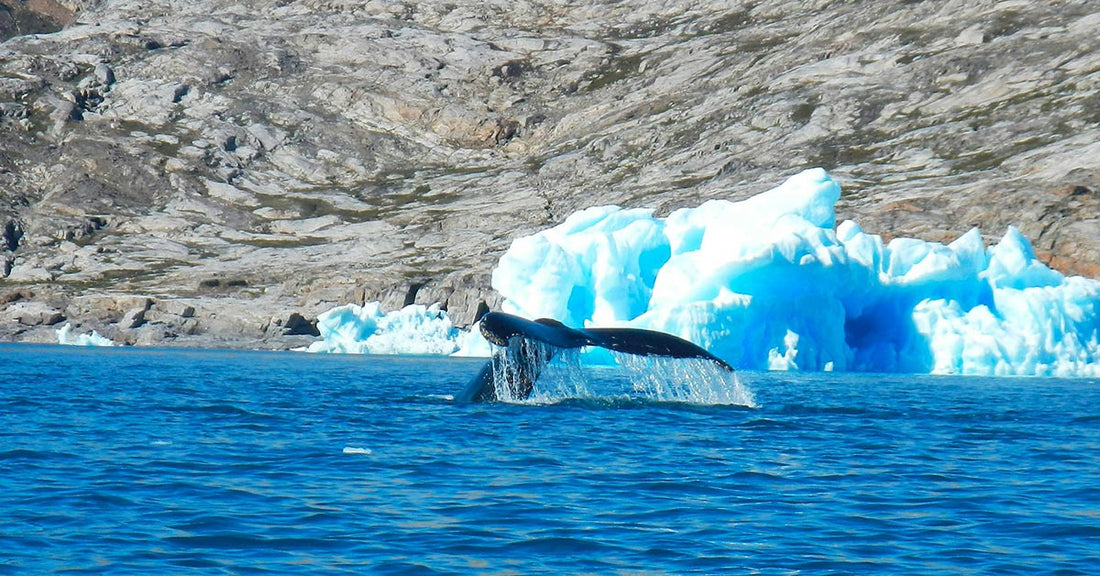 Robots Capture Rare Ocean Mixing That Speeds Arctic Ice Loss