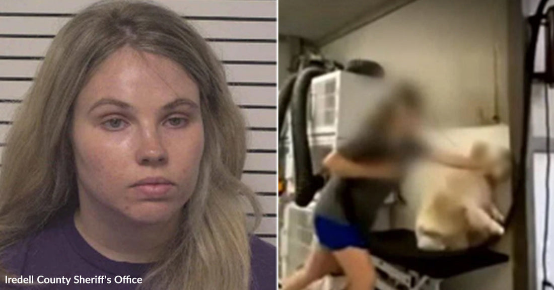 Mooresville Grooming Salon Under Investigation After Viral Grooming Videos
