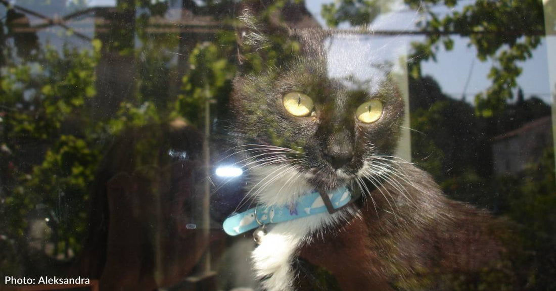 'I Didn't Understand What He Wanted': Stray Kitten Keeps Asking to Be Let Into Stranger's Home