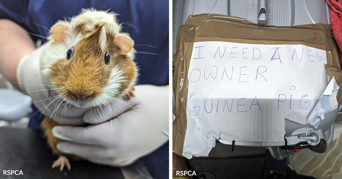 Heartbreaking Note Found Taped to Pet's Cage in Subway