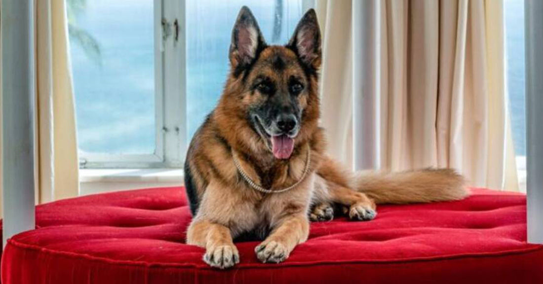 The Truth Behind Gunther VI The Richest Dog in the World