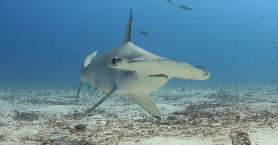 Osprey Drops Hammerhead Shark Into Myrtle Beach Disc Golf Game