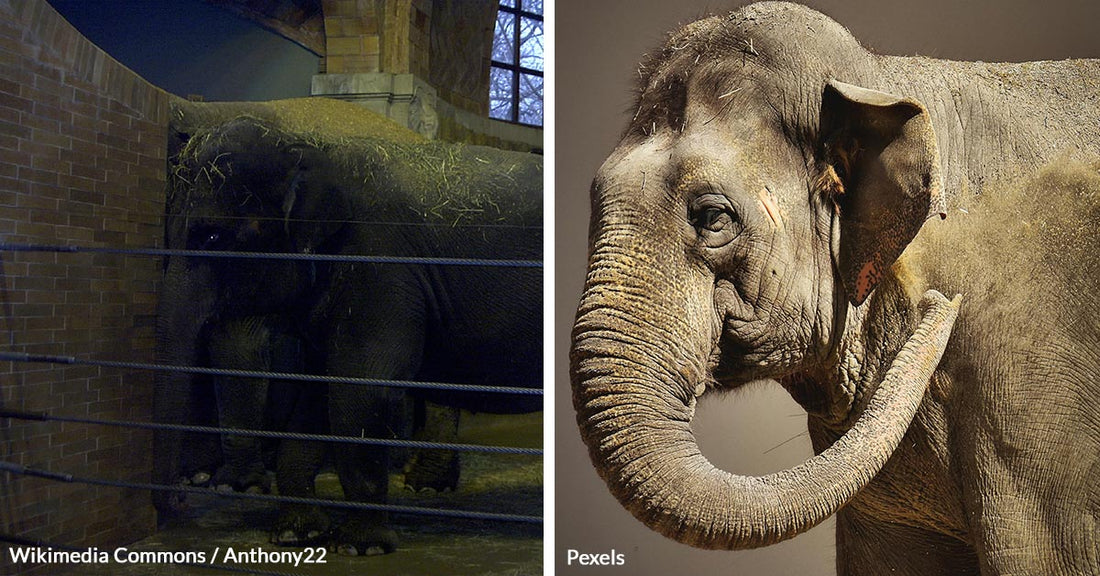 Happy the Elephant Suffers in Bronx Zoo Confinement