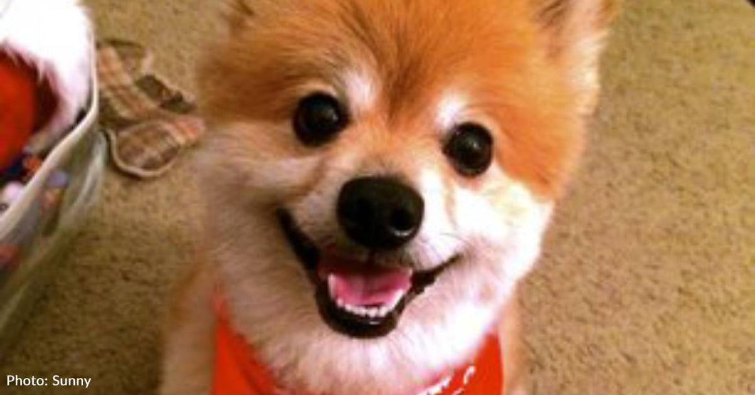 Overweight, Snappy Dog Set to Be Put Down, Intern Rescues Him