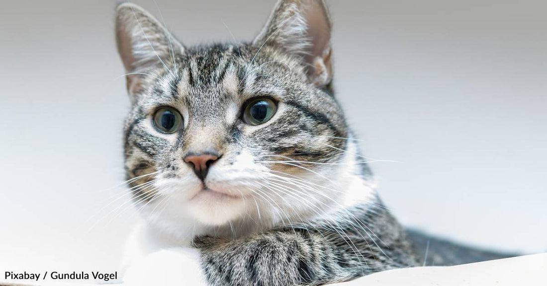 Special Rescue Tabby Named in Memory of Boy Whose Best Friend Was a Cat