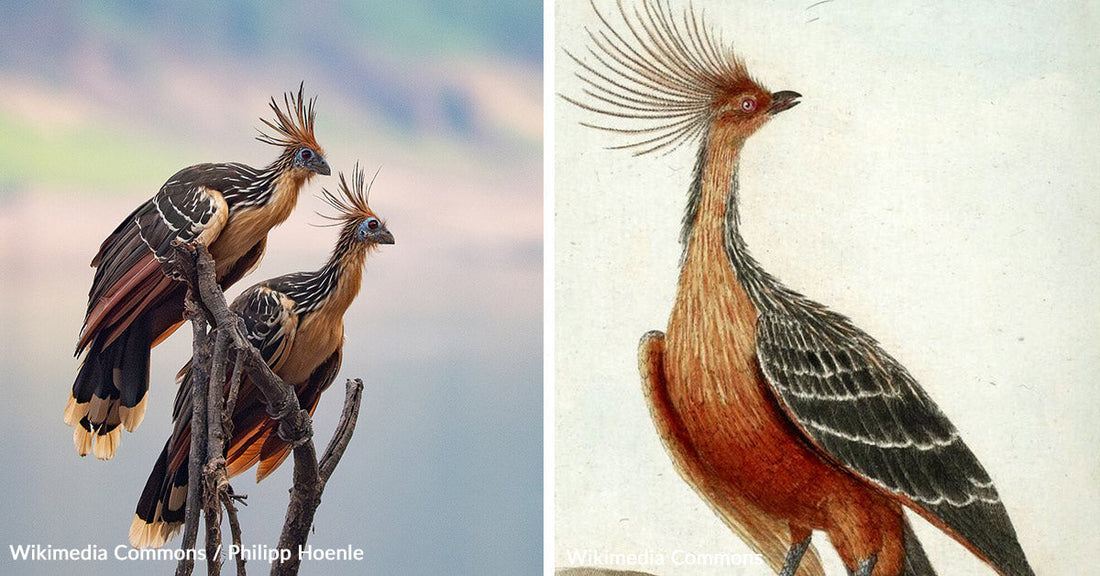 Clawed Chicks and Cow Guts Make This 'Stinky' Amazon Bird a Living Mystery