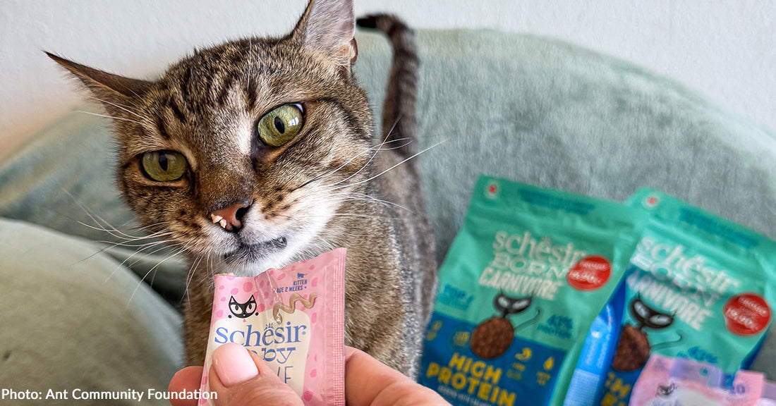 Homeless Cats in Hungary Have Full Bellies Thanks to Your Donations