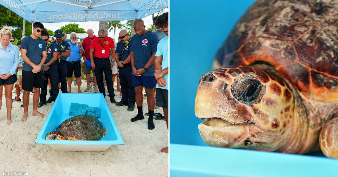 On the left, a group of people stand solemnly around a sea turtle in a blue container on a beach; on the right, a close-up of the turtle's face.