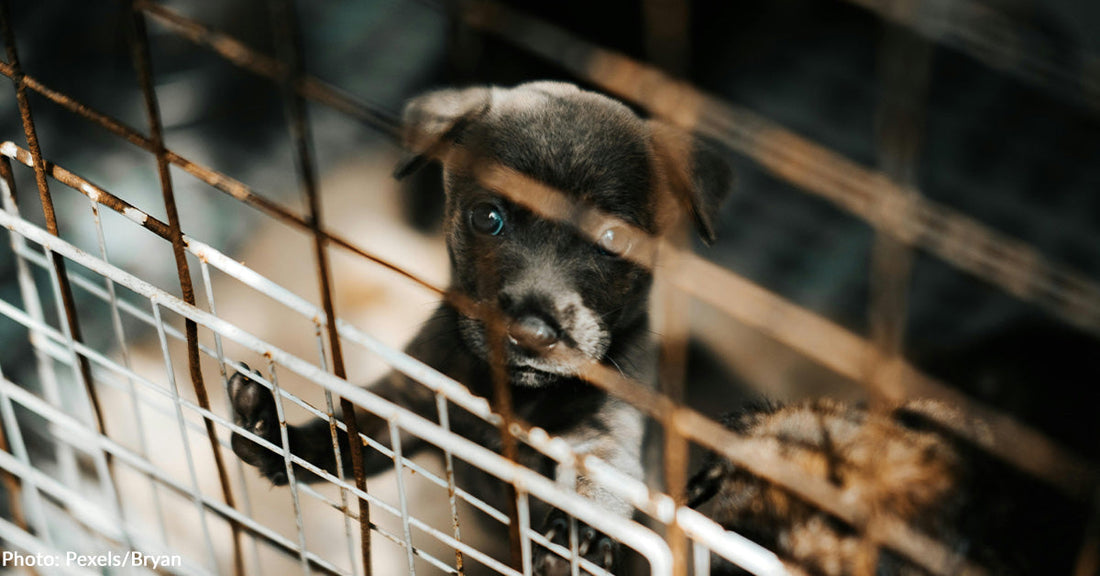 America’s Dogs at Risk as Puppy Mill Suffering Threatens to Spread