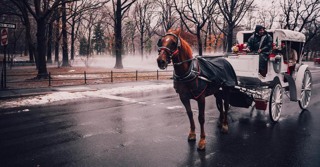 New Yorkers Clash Over Carriage Horses As Tragedies Mount