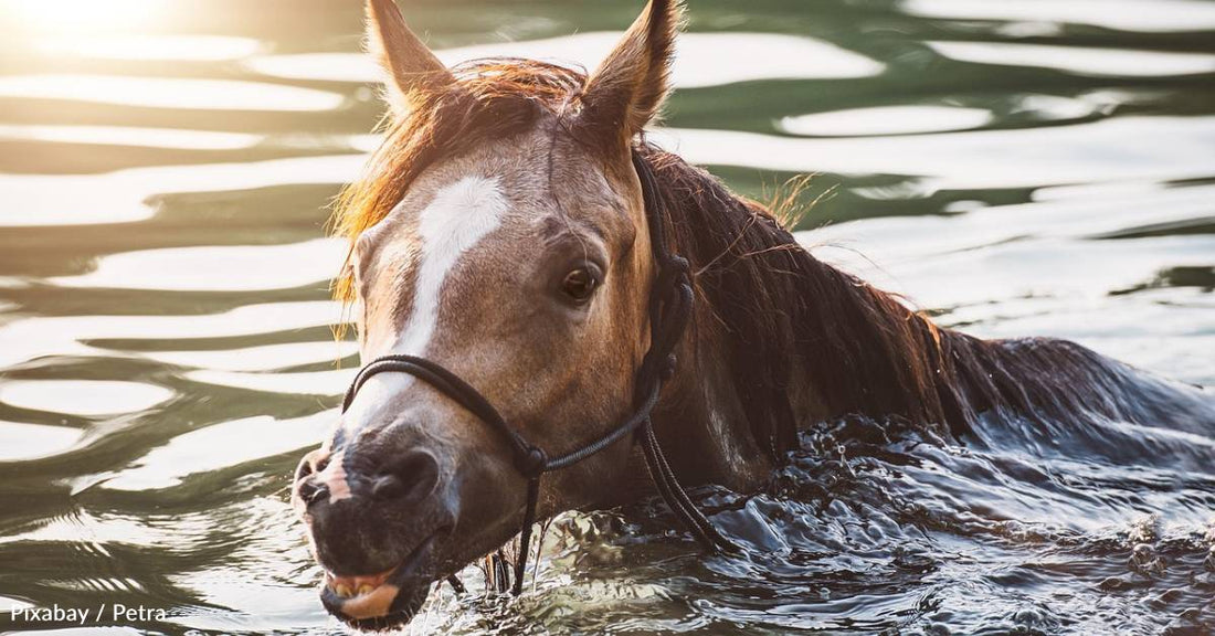 Horses Make Hundreds of Facial Expressions, Even While Playing