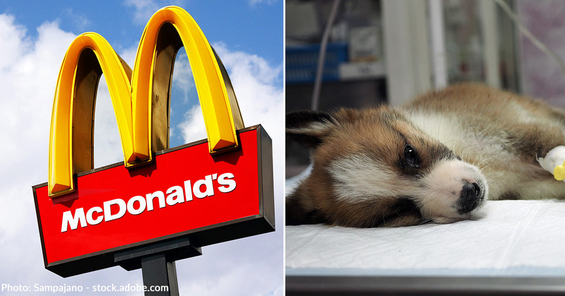 McDonald's sign and a brown and white puppy at vet