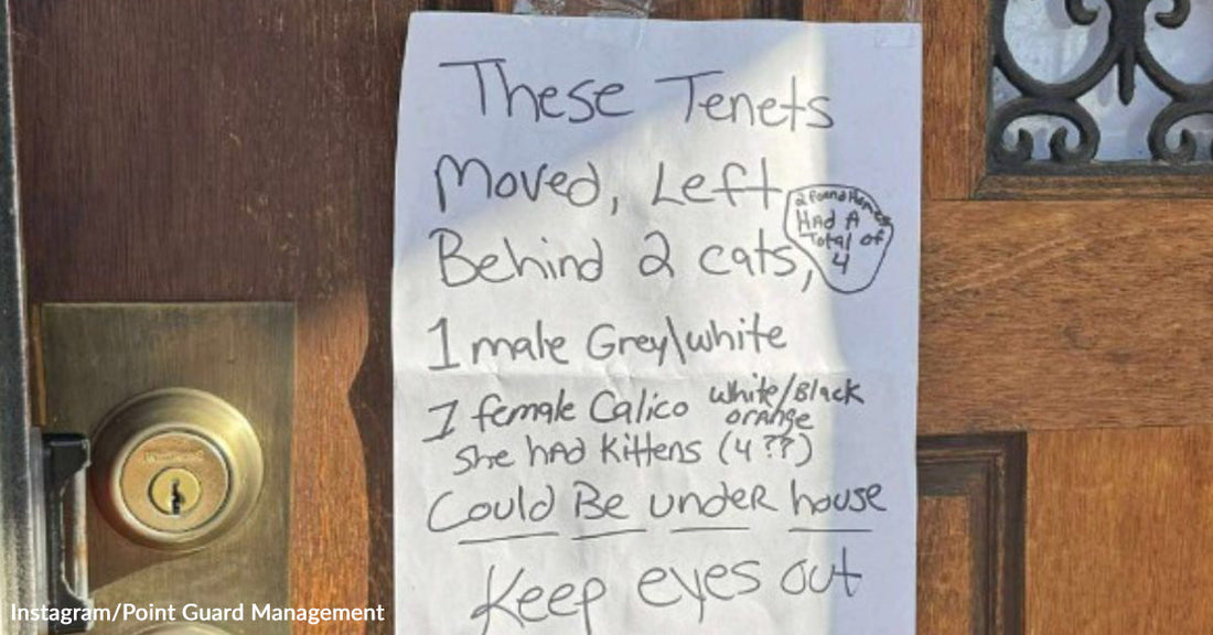 Sign on a door about two abandoned cats needing to be found.