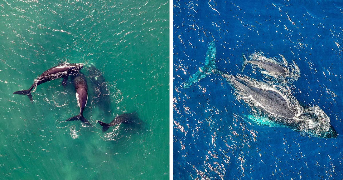 Split image showing aerial views of humpback whales swimming together in turquoise water and deep blue water.