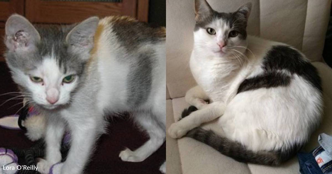 Kitten Struggling to Thrive is Now 'Healthy and Glowing'