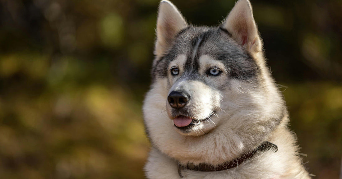 Close-up portrait of a gray-and-white husky with blue eyes and its tongue slightly out against a blurred outdoor background.
