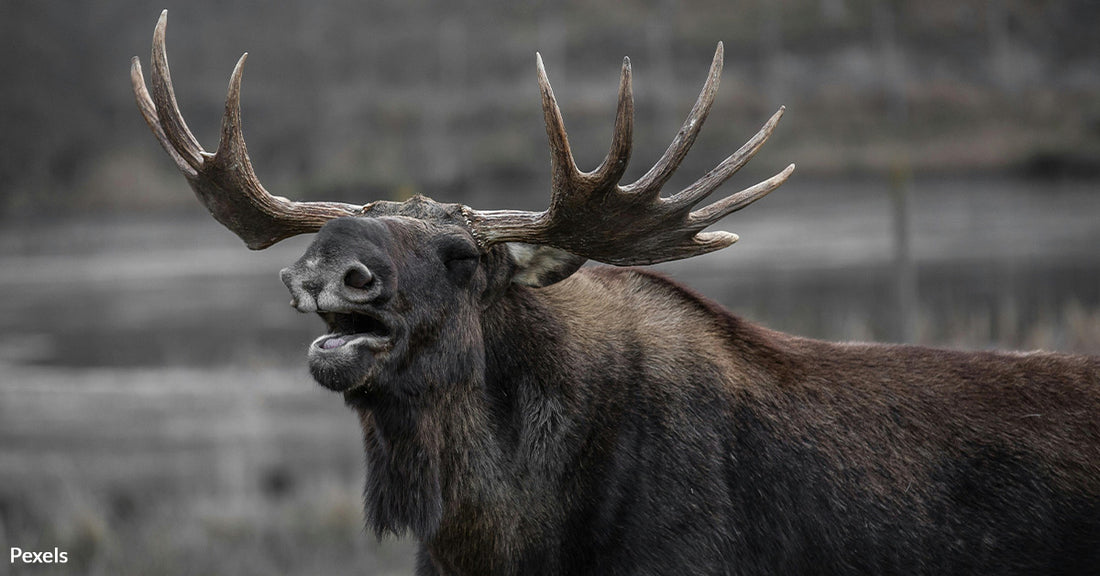 Poaching Ring Exposed as Helicopters Terrorize Idaho's Wildlife