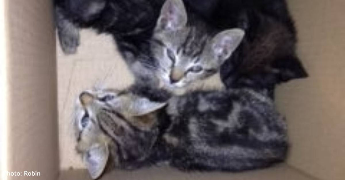 'Fear in the Pit of My Stomach': Woman Opens Taped Box, Finds Kittens