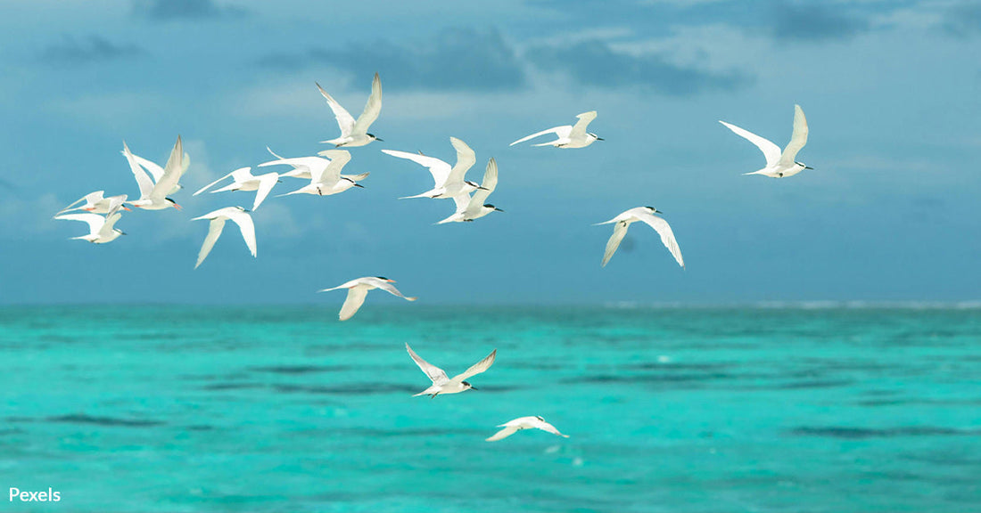 Mystery Gravity Hole Reveals Earth's Forgotten Ancient Ocean Secrets