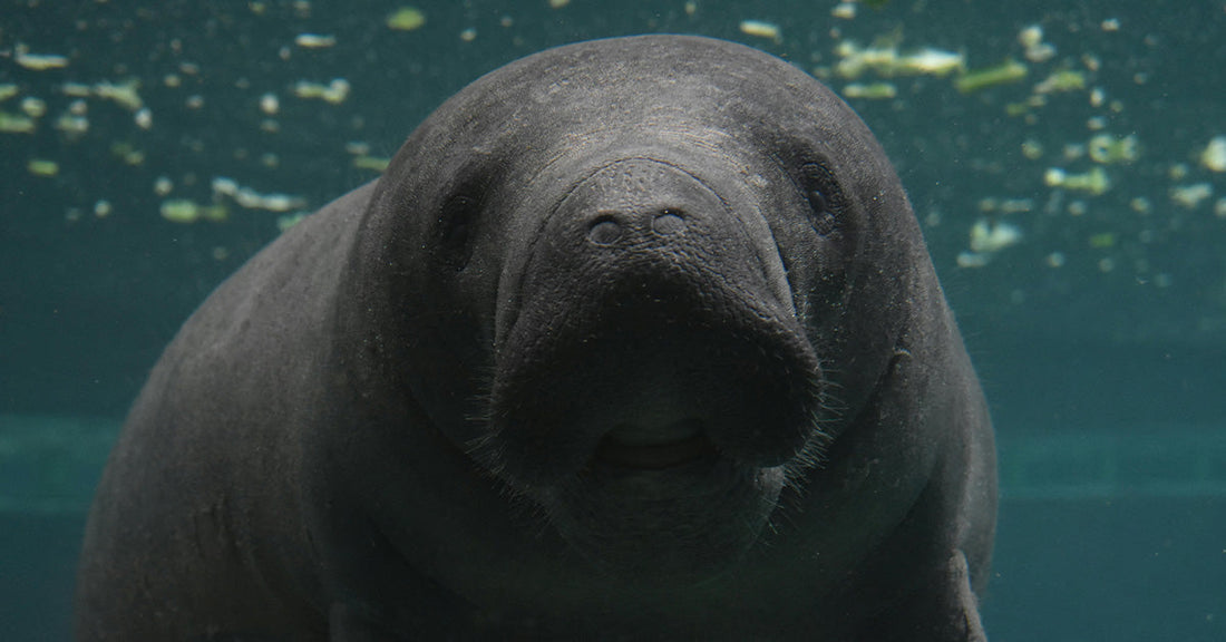 Half a Million Gallons of Wastewater a Day Could Push a Protected Lagoon Past Its Limits