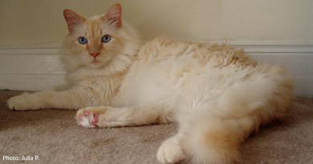 'Unadoptable' Cat Becomes Love Bug and 'A Little Trooper'