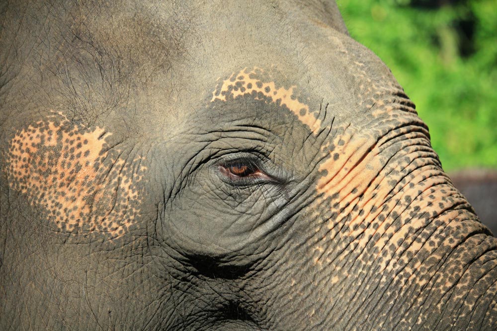Phoenix Zoo Ends Elephant Exhibit as Indu Faces Uncertain Future