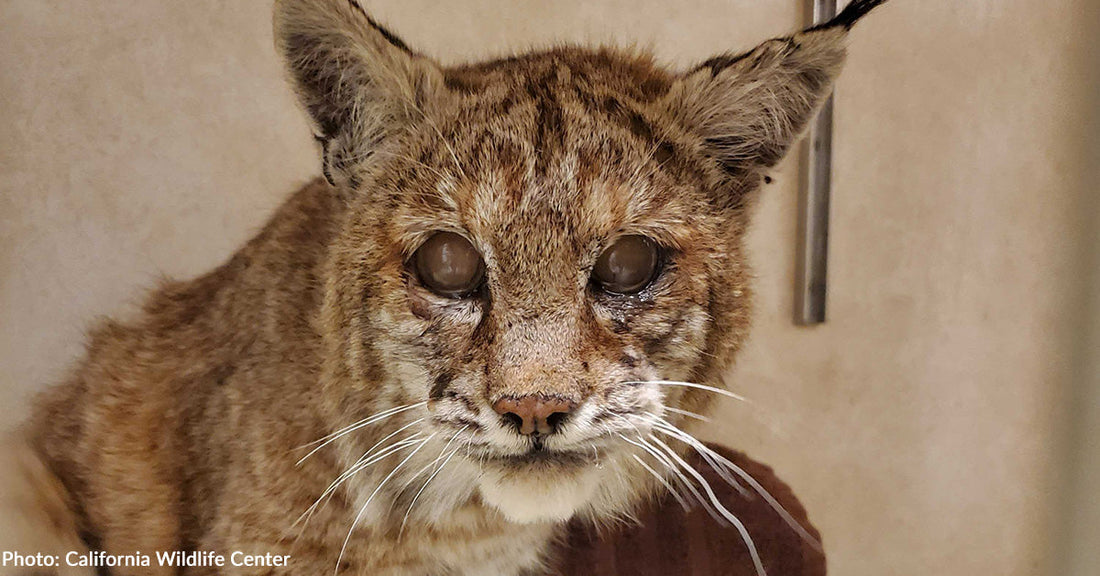 Injured Bobcats Rescued from Eaton Fire on Road to Recovery