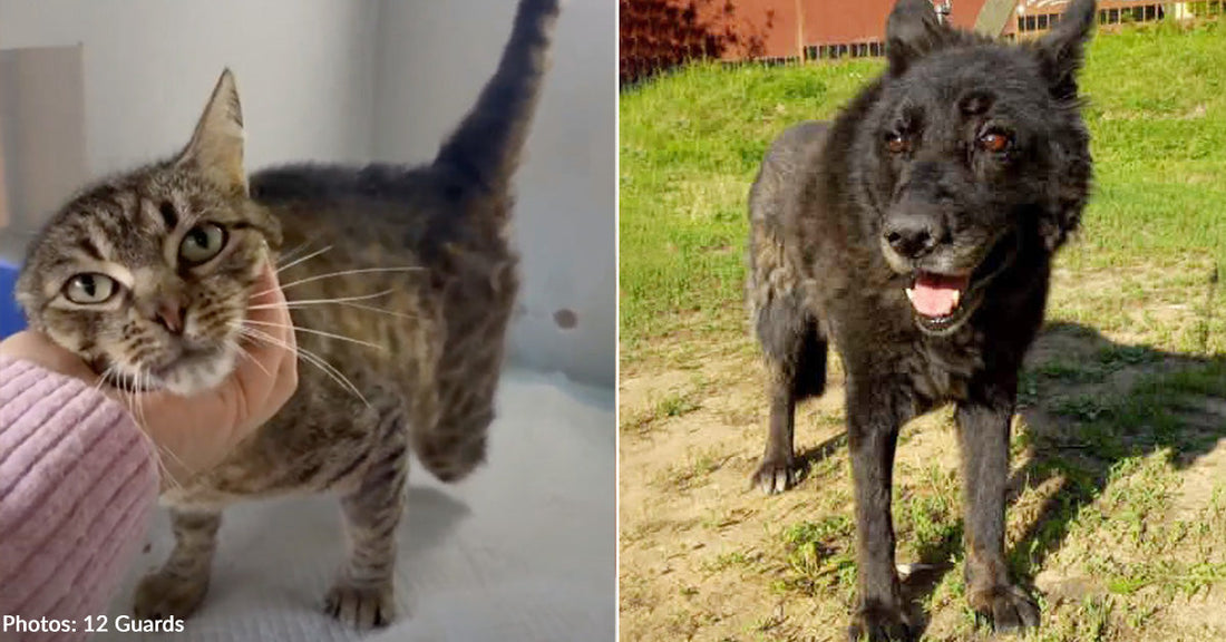 three-legged cat and a large black dog