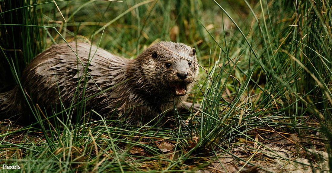 U.S. Government Encourages Assault on Swamp Rat Invasion