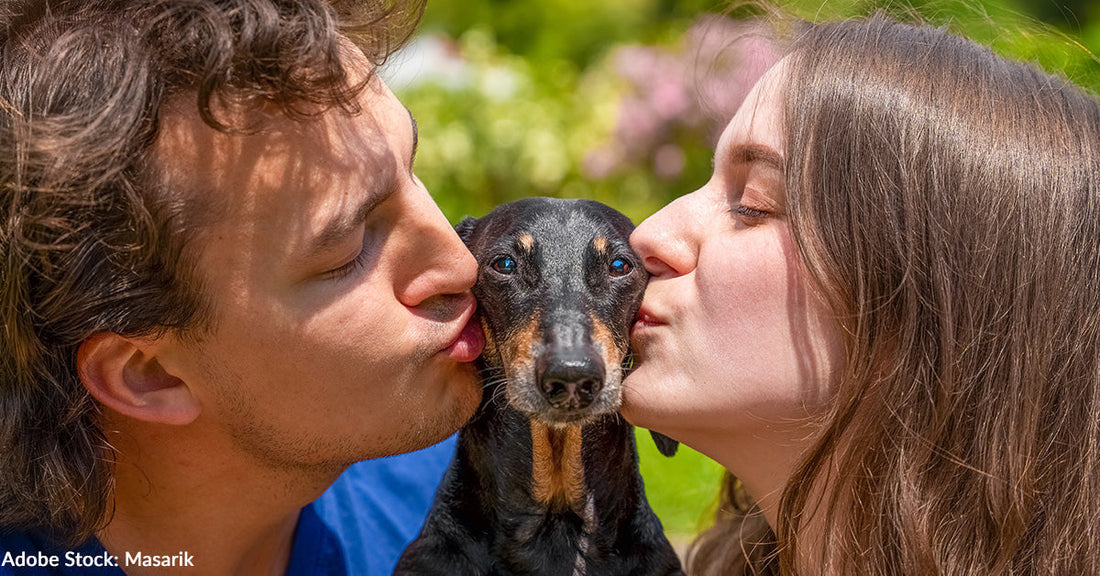 couple kissing black and brown dog with garden in background