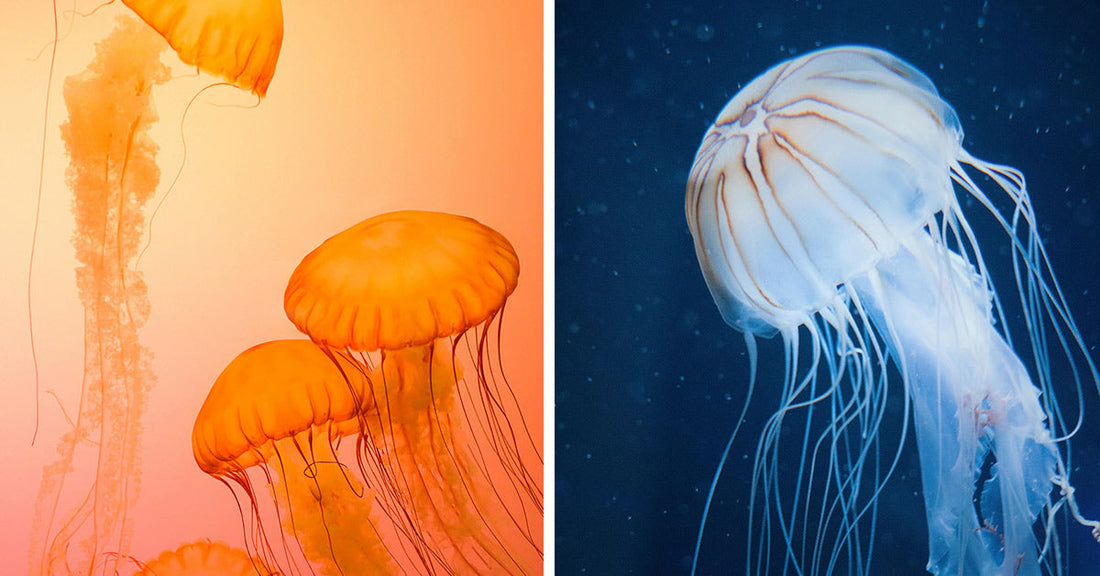 Scientists Uncover Mysterious Ocean Barrier That Divides Identical Jellyfish Into Separate Worlds