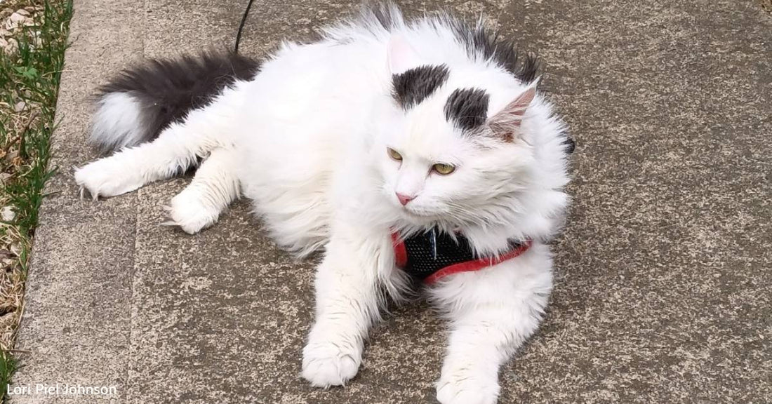 Bus Driver Encounters Soaked Stray Cat That 'Screams' at Her
