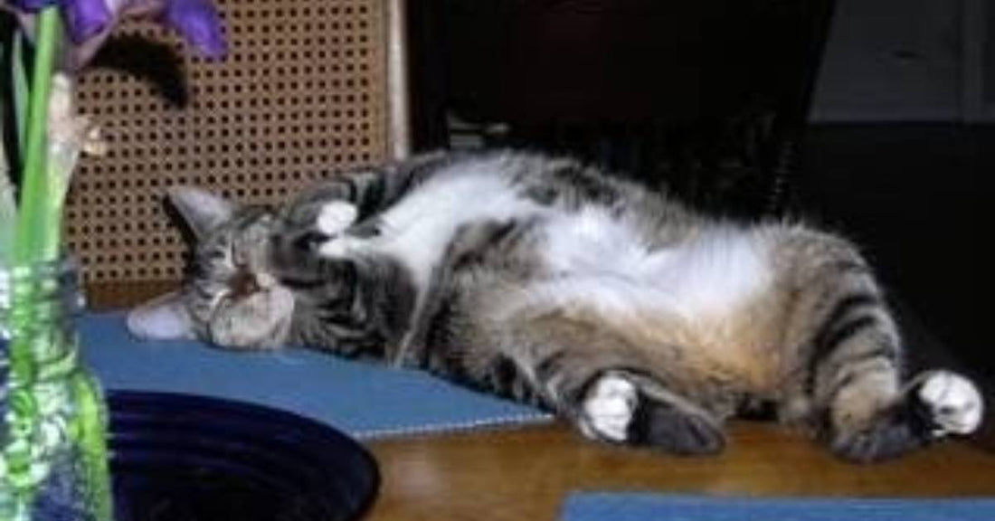 Sprinting Cat Startles Early Morning Walker, But Turns on the Charm