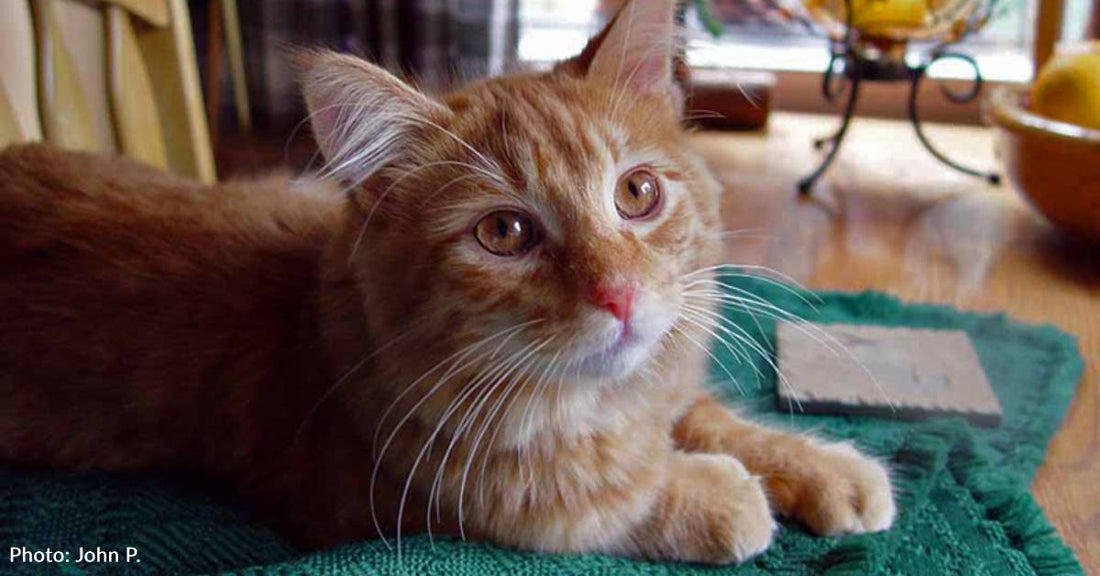 Kitten Rescued After 'Wandering Blindly' in the Road