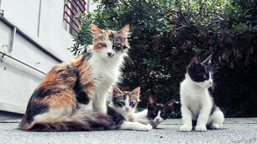 Shelters Struggle to Save Kittens as Springtime Surge Pushes Limits
