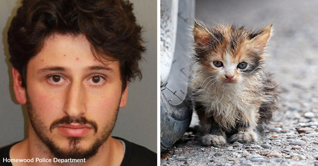 Left: Mugshot of a man with dark hair and facial hair labeled Homewood Police Department; Right: Dirty kitten sitting on gravel near a vehicle tire.